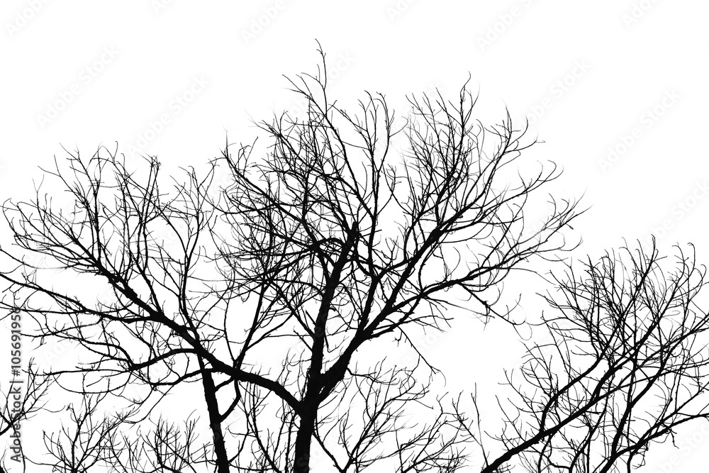 tree and branches silhouette. isolate on white