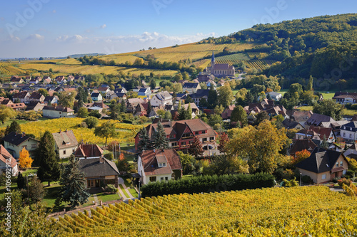 The yellow vines in the vicinity of Andlau in the fall  Alsace  France