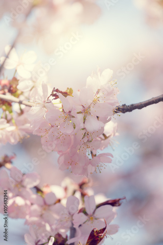 sakura   cherry blossom in full bloom
