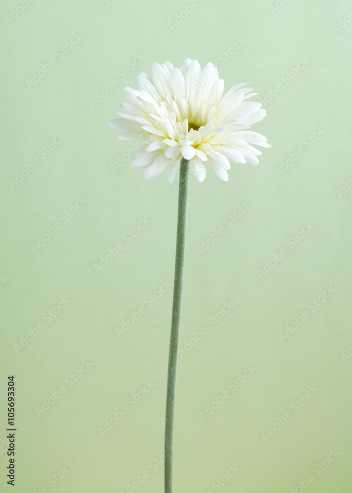 Obraz premium Flower,shot studio