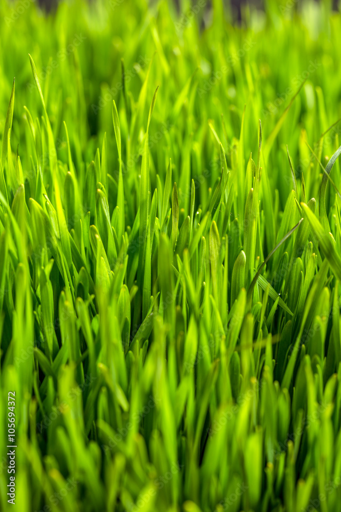Obraz premium Green grass