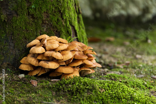 Mushroom and moss photo