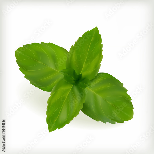 Fresh mint leaves
