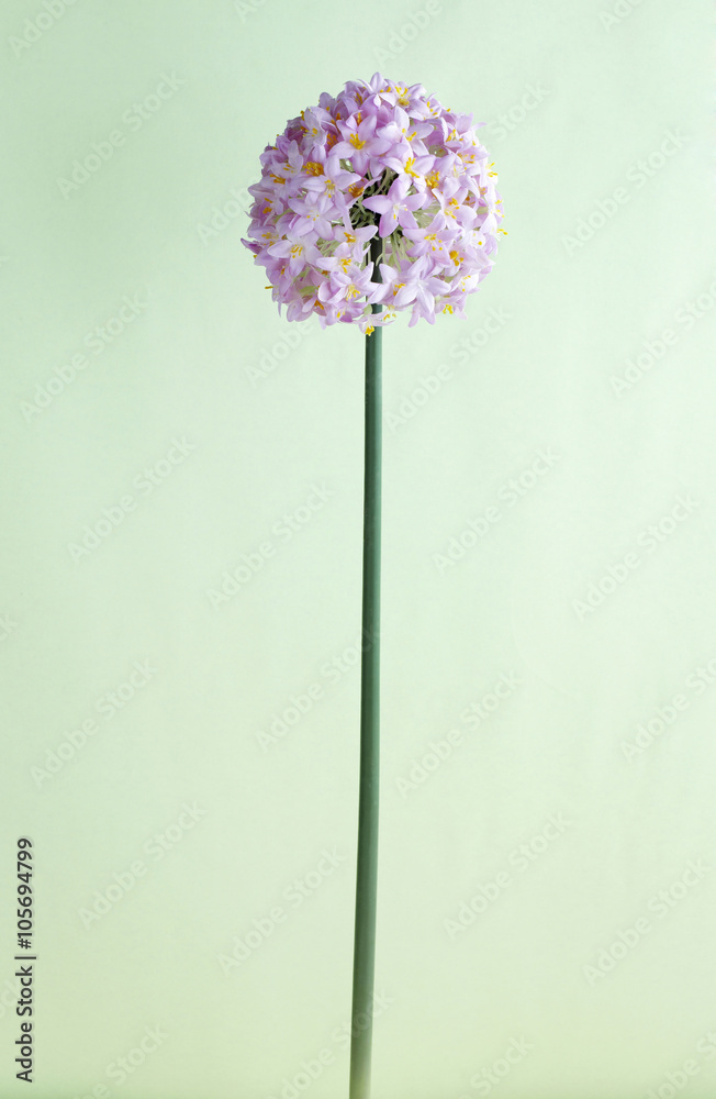 Flower,shot studio Flower,shot studio