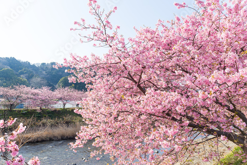 Sakura photo