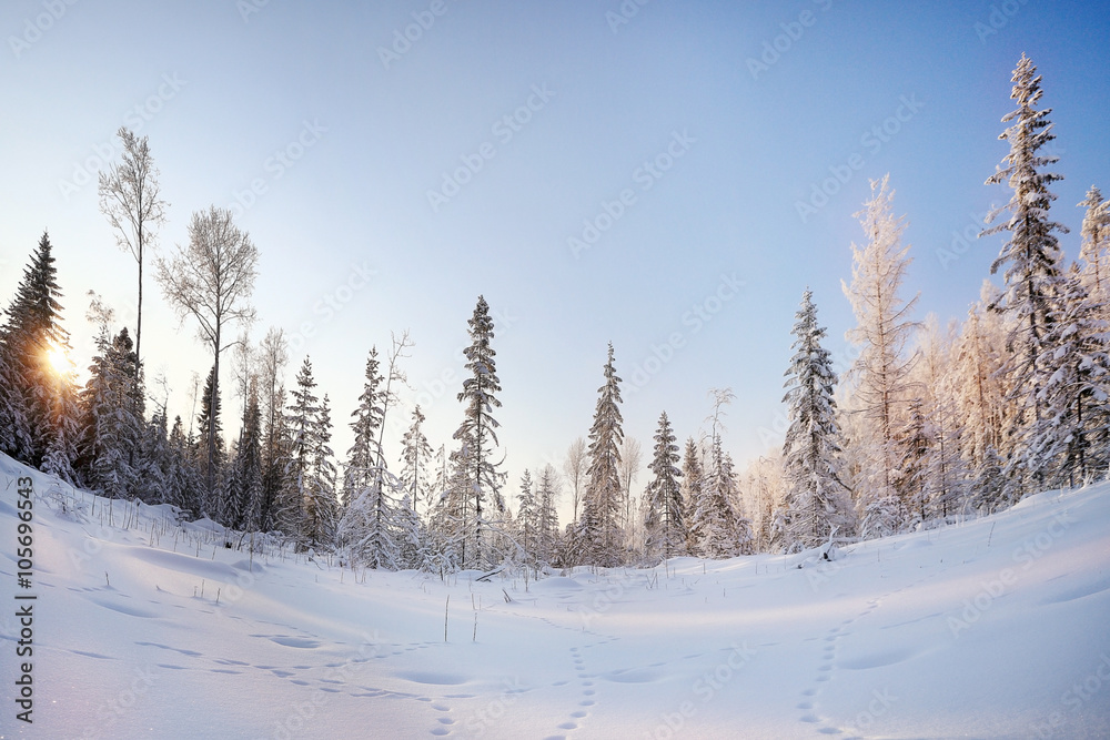 winter landscape, fir forest in frost and traces of animals on the snow winter landscape, fir forest in frost and traces of animals on the snow