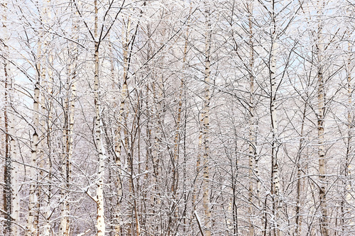 texture dense birch forest in winter © kichigin19