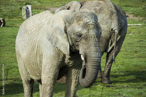 Canvas Print african elephants
