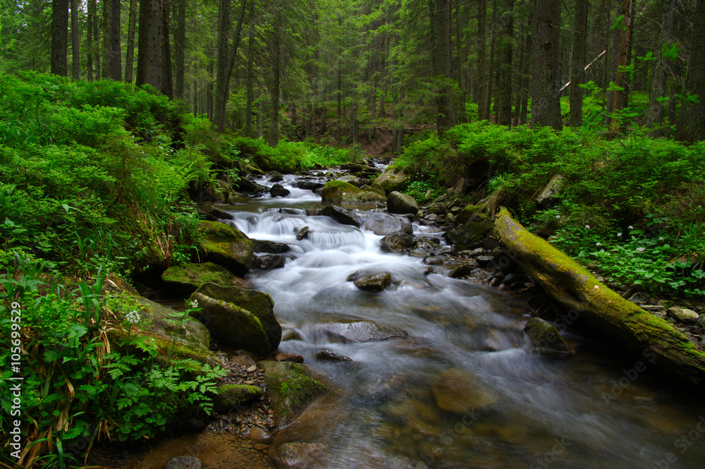  Stream in the wood