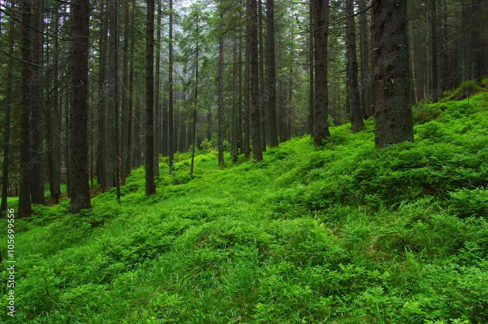 Fototapeta premium Trees in forest
