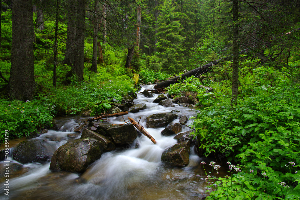 Mountain river in forest.