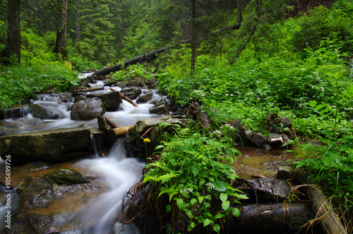 Mountain river in forest.