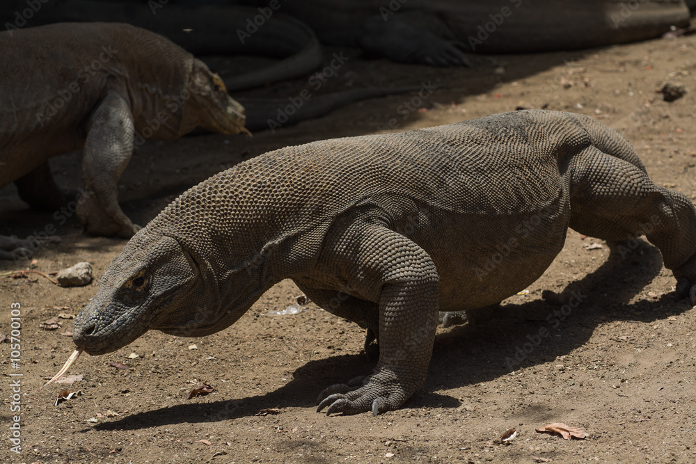 Dragon in Komodo National Park, Indonesia Dragon in Komodo National Park, Indonesia