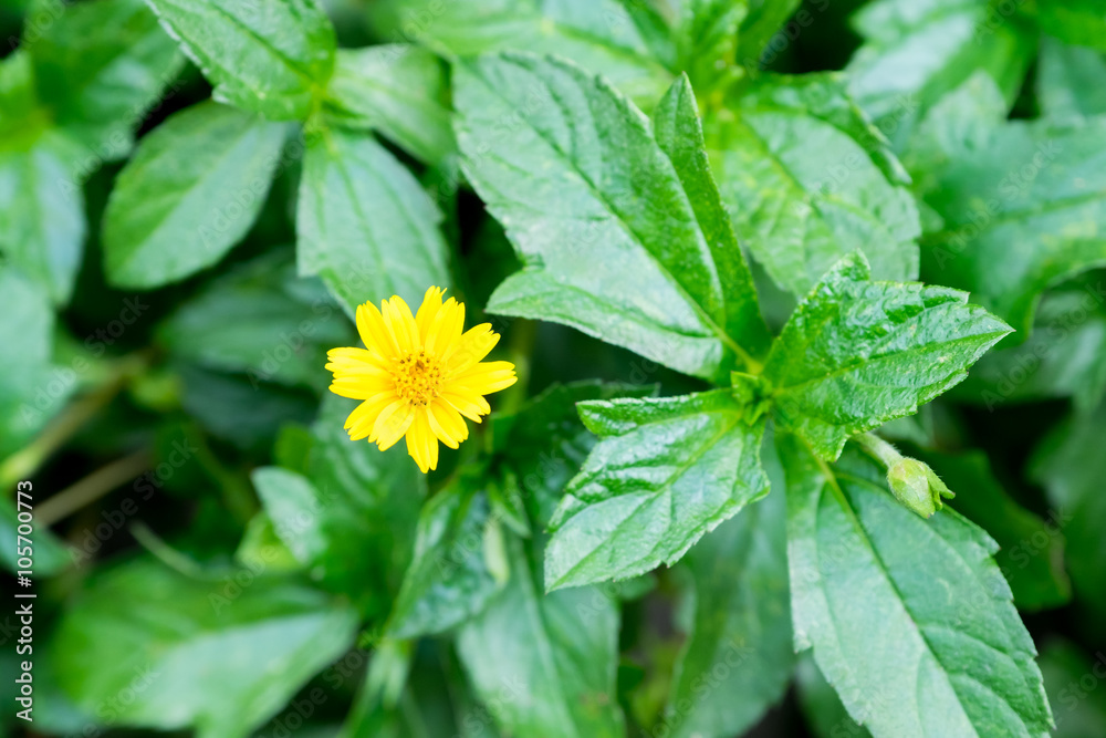 Spring background with beautiful yellow flowers Spring background with beautiful yellow flowers