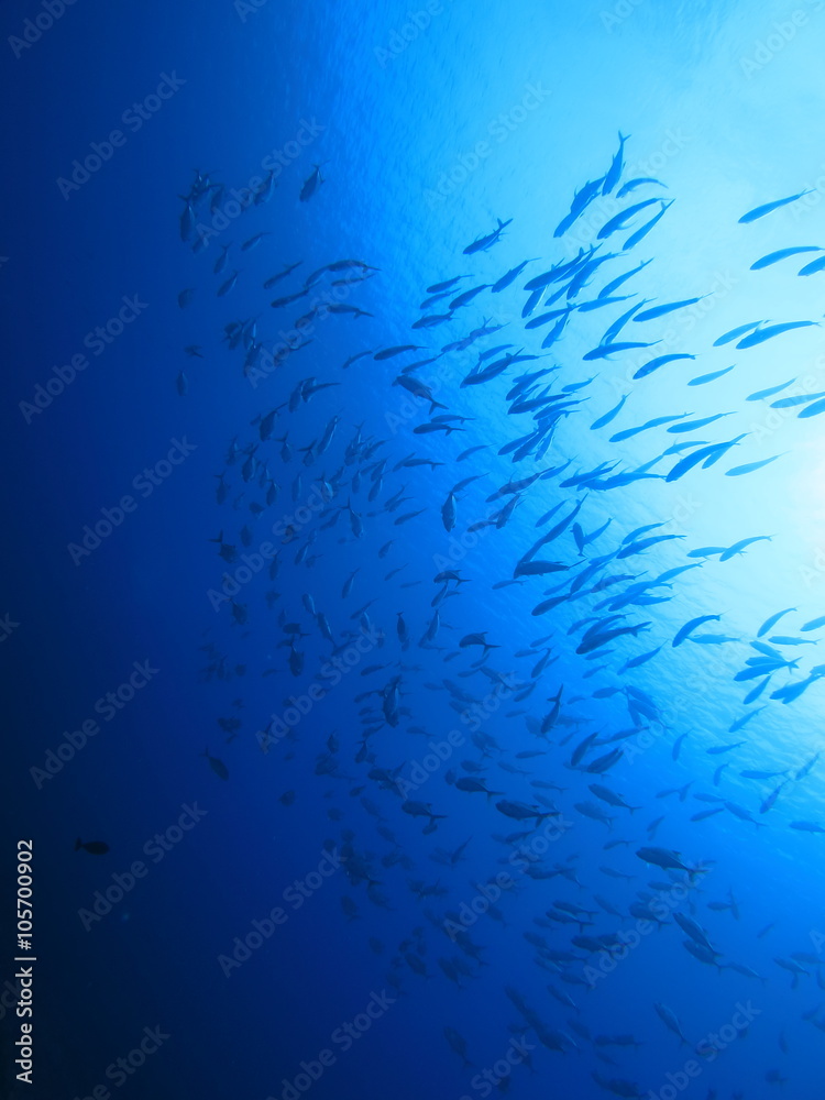 Fototapeta premium パラオの海 海中から見上げたギンガメアジの群れ スキューバダイビング