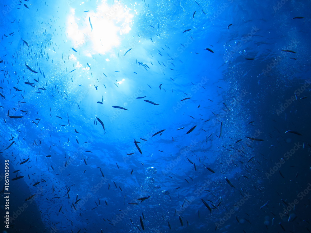 海底から見上げた太陽輝く水面 沖縄慶良間諸島 Stock 写真 | Adobe Stock