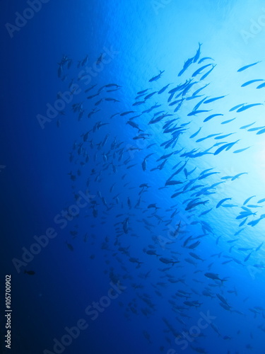 パラオの海　海中から見上げたギンガメアジの群れ　スキューバダイビング © buttchi3
