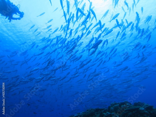 パラオの海 海中から見上げたギンガメアジの群れ スキューバダイビング