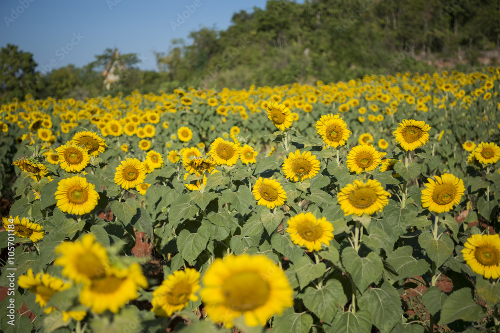 Obraz premium THAILAND KANCHANABURI SUNFLOWER PLANTATION