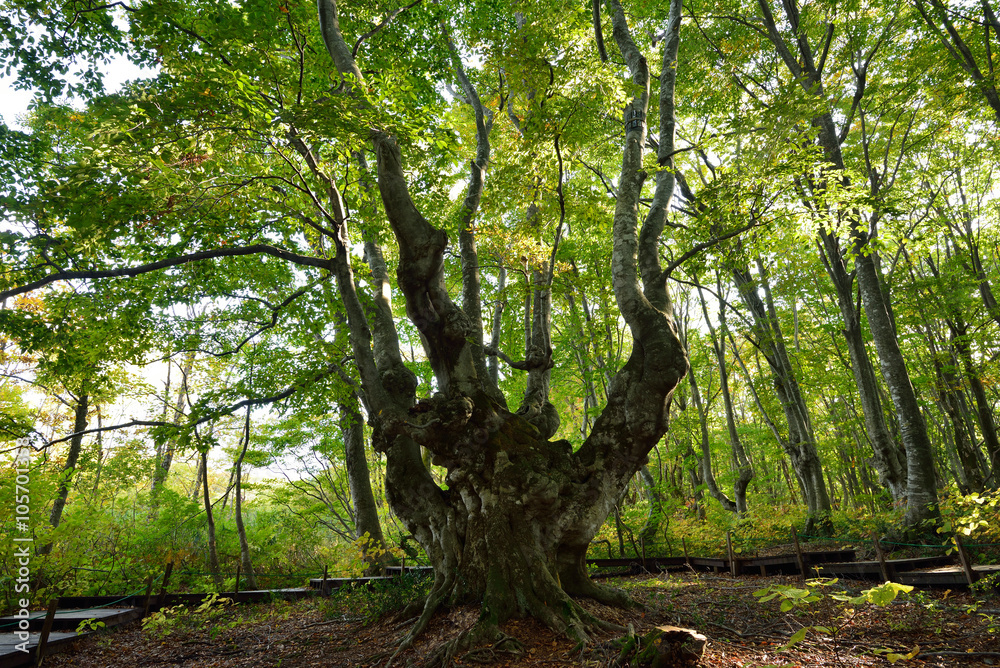 Obraz premium 貫禄のある奇形ブナの巨木 あがりこ大王 秋田県にかほ市