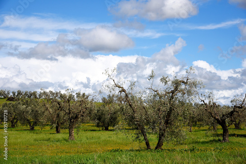 albero di olive in primavera e nuvole in cielo