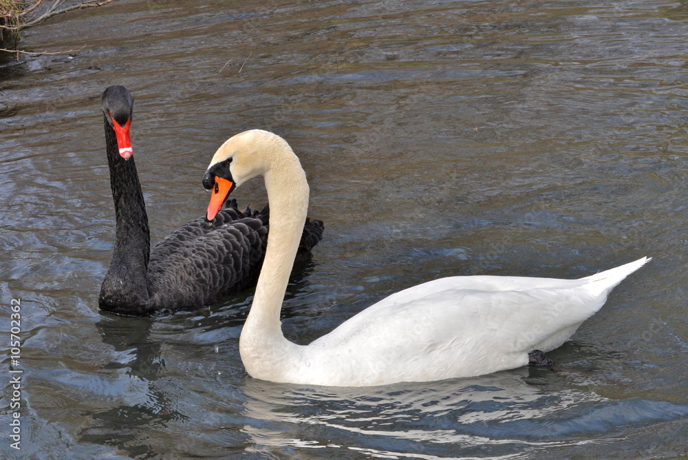 Naklejka premium Cygne noir et cygne blanc