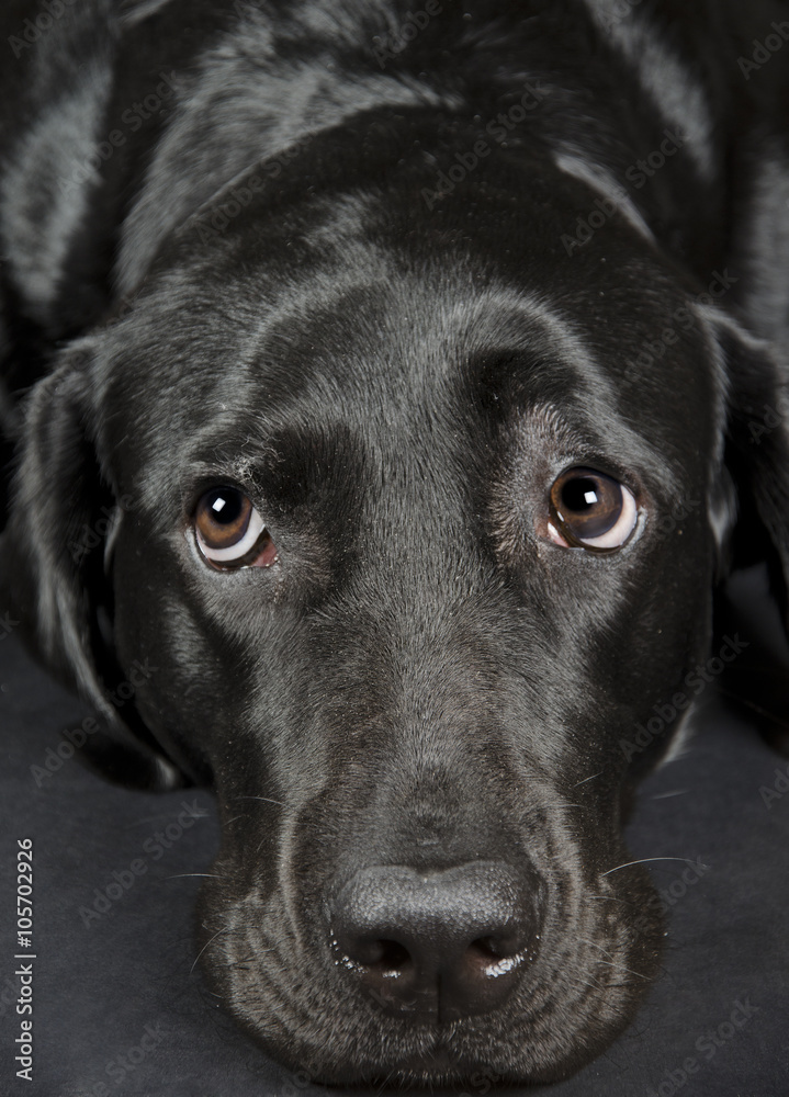 Portrait of a sad Labrador Retriever (selective focus on the eyes)