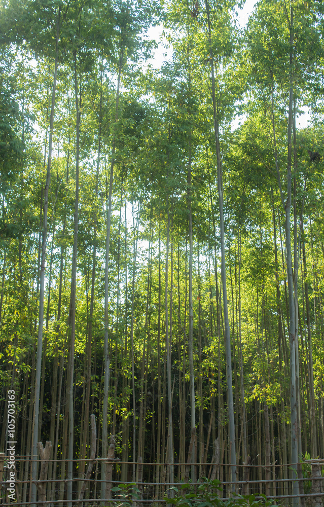 Fototapeta premium Eucalyptus forest