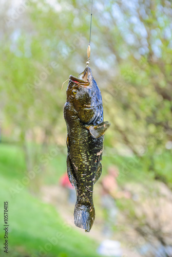 Caught fish Amur sleeper hanging on a hook photo