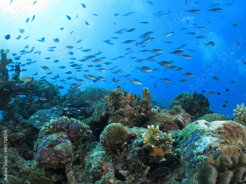  沖縄の海 小魚戯れるサンゴ礁 阿嘉島