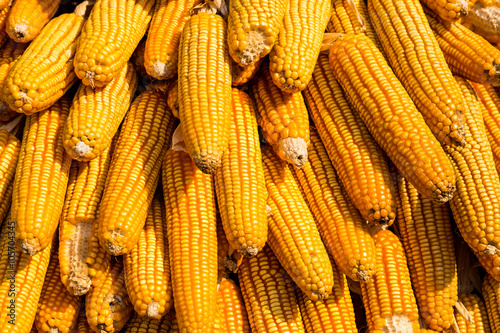 Dried corn background