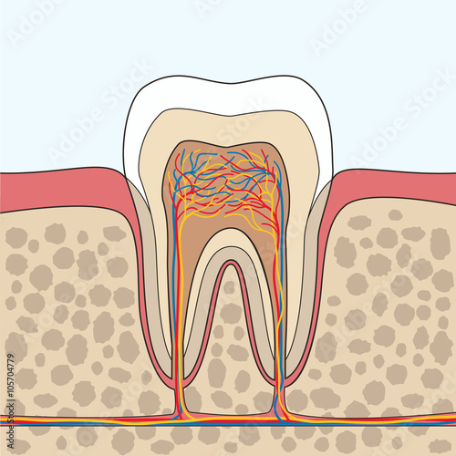  Tooth Anatomy illustration
