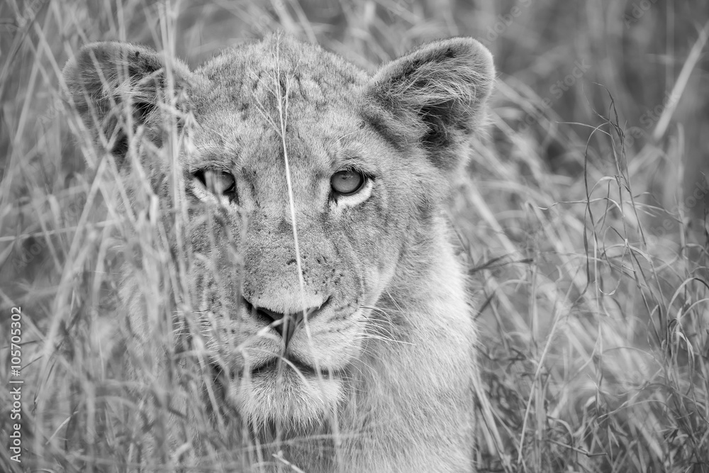Obraz premium Lioness move in brown grass to kill