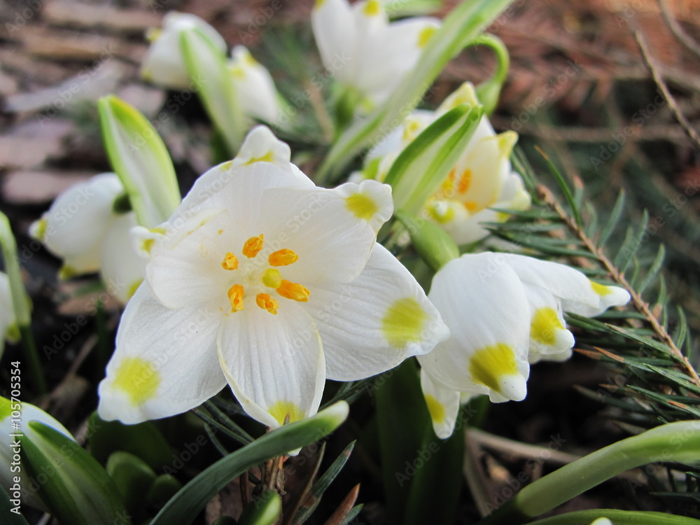 Spring snowflake