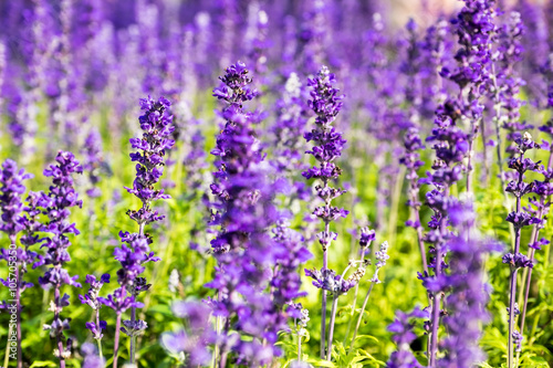 Lavender flower close up in a field