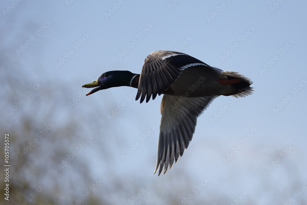 Mallard, Duck, Anas platyrhynchos Mallard, Duck, Anas platyrhynchos