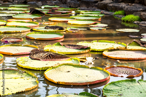 Victoria Regia - the largest water lily in the world