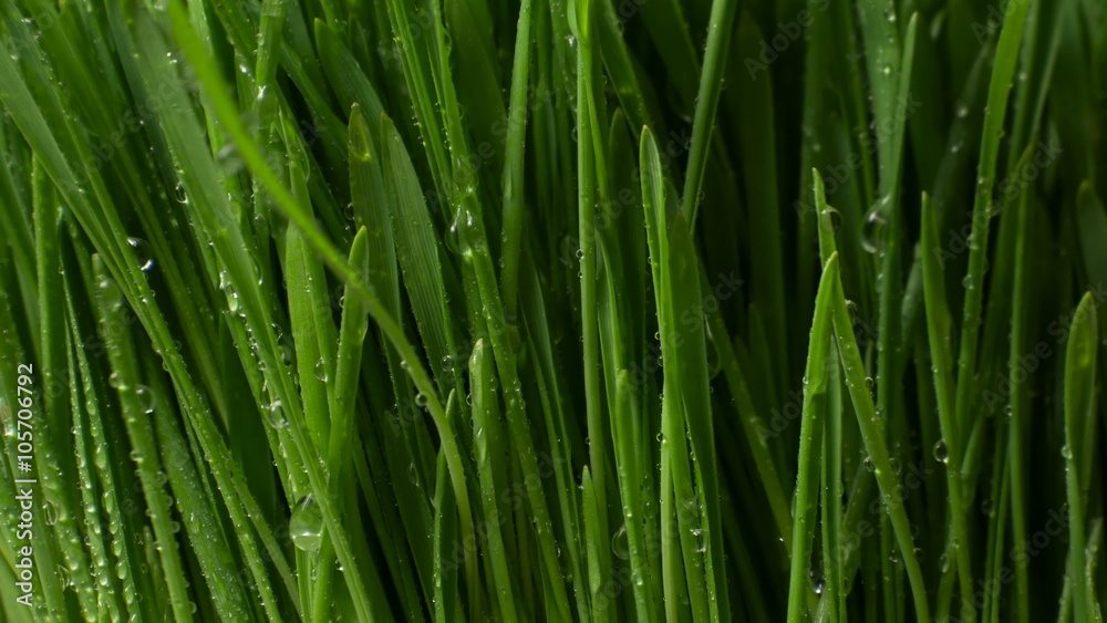 Green Grass With Splashes of Water Green Grass With Splashes of Water