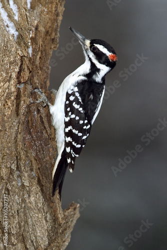 Male Hairy Woodpecker (Picoides villosus)
