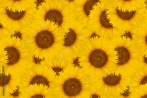 sunflower background