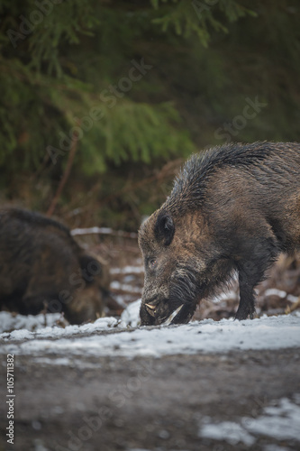 Wild boar, large male, in winter