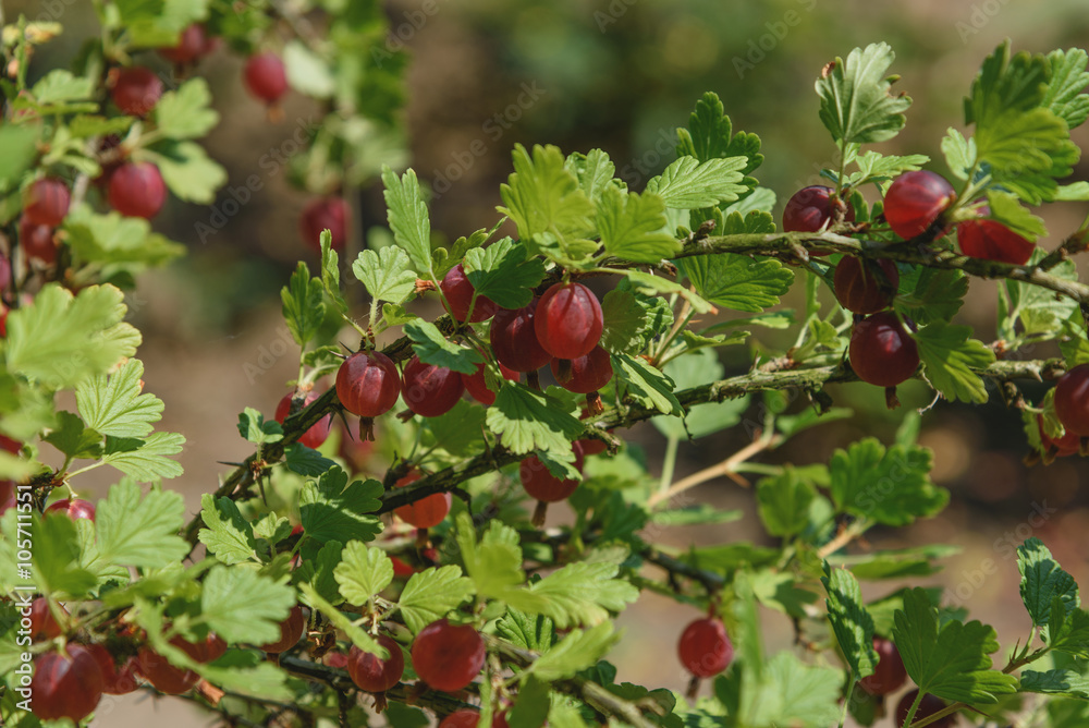 Red gooseberries on branches in garden. Vitamins, minerals, trace elements, organic acids, tannins and flavonoids