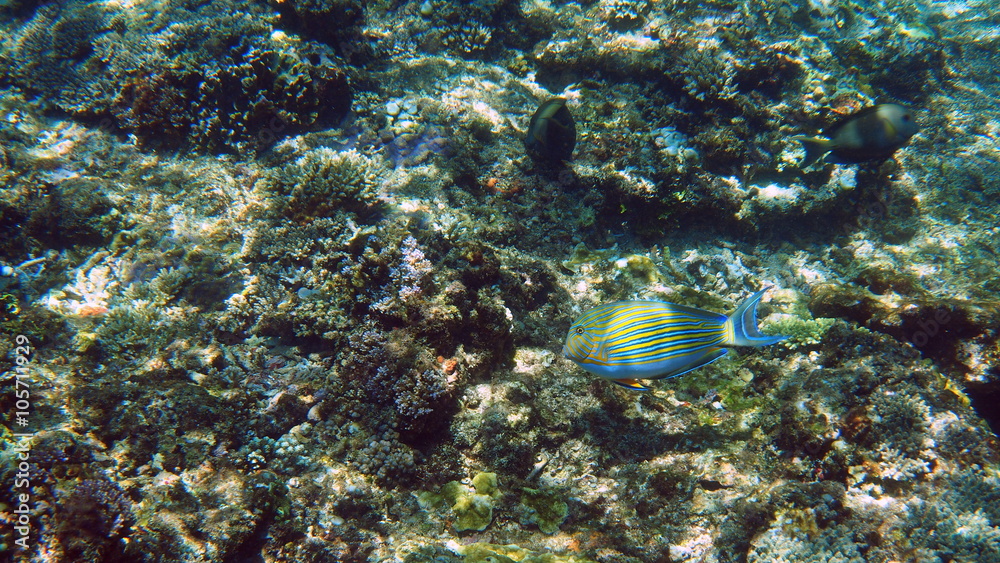Naklejka premium striped surgeonfish swimming above coral