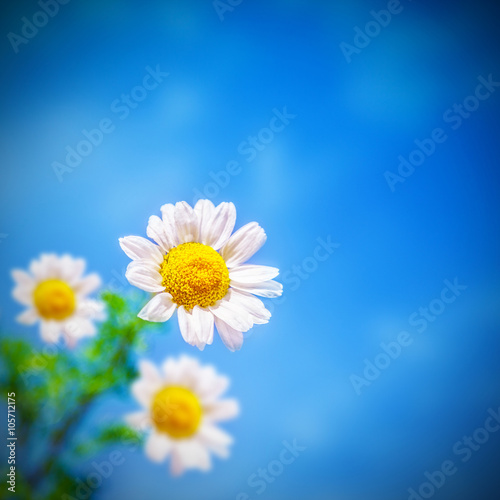 Chamomile flowers