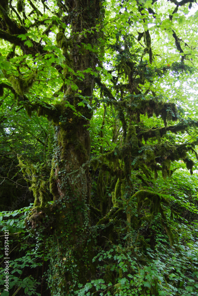 Boxwood moss-covered forest. Krasnodar region, Russia