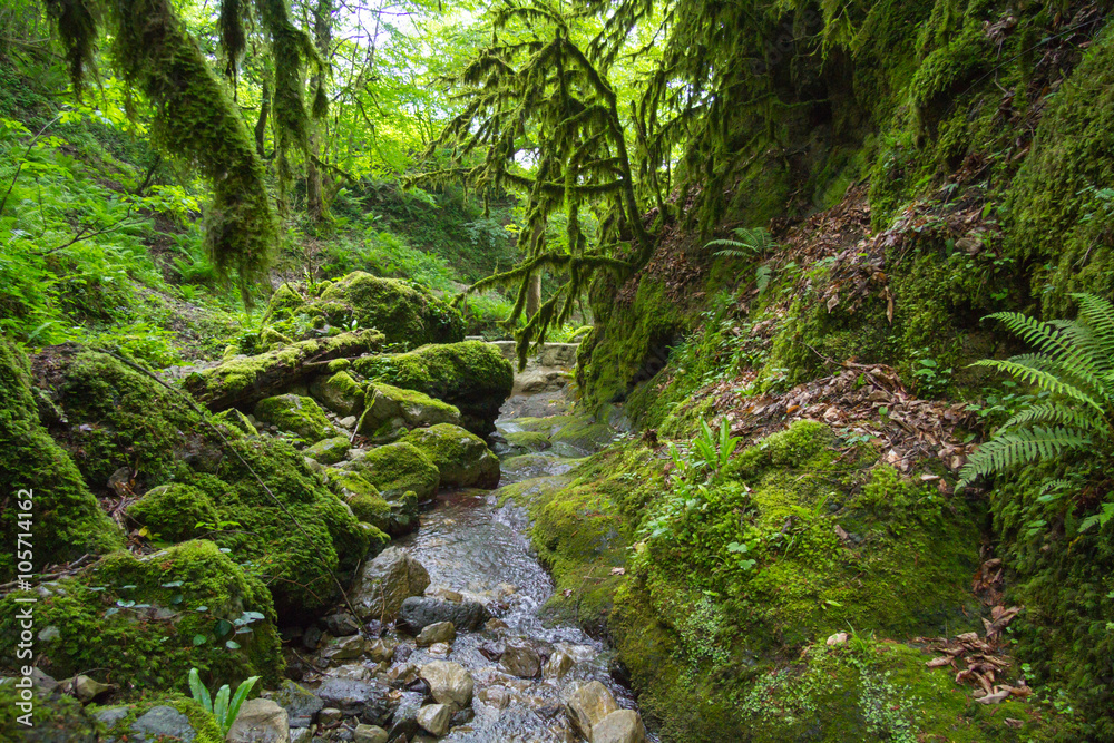 Boxwood moss-covered forest in the river valley Psakho. Krasnodar region, Russia Boxwood moss-covered forest in the river valley Psakho. Krasnodar region, Russia