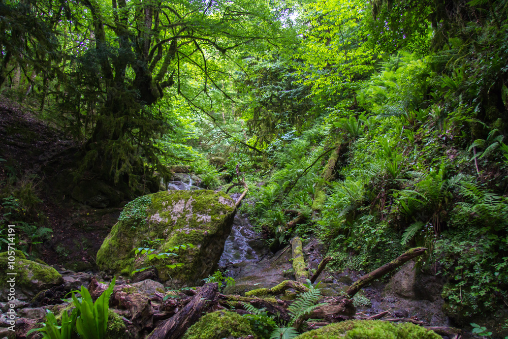 Boxwood moss-covered forest. Krasnodar region, Russia