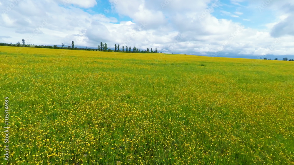 Aerial view of yellow field under cloudy sky Aerial view of yellow field under cloudy sky