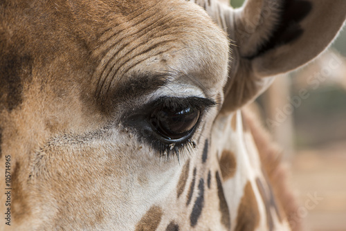 Schau mir in die Augen