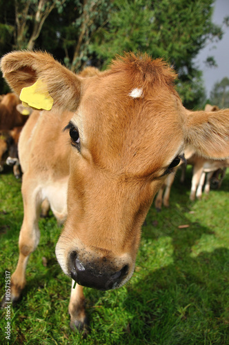 nosey calf